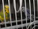 Papagalii mei Blue si Printisor (7)