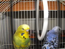 Papagalii mei Blue si Printisor (9)