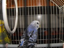 Papagalii mei Blue si Printisor (10)