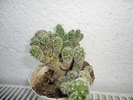 Mammillaria gracilis