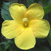 yellow_hibiscus2