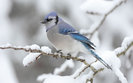 blue-jay