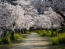 cherry-trees-walkway_13297_600x450