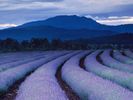 purple-fields-ludwig_1490_600x450
