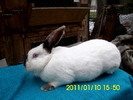 Picture 095