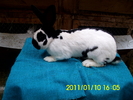 Picture 129