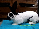 Picture 130