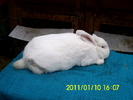Picture 135