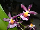 Oncidium sau Miltonidium?