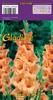 Gladiolus10