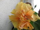 hibiscus portocaliu