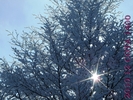 DSCF2652