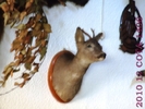 DSCF2722