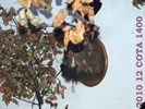 DSCF2724