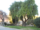 DSCN3201