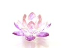 20090617131059_Floare Lotus 3 culori - Alb, Roz si Mov