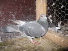 Picture 11119