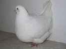 SANY0123 vindut