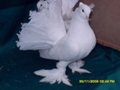 indische pfautaube