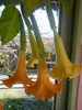 brugmansia