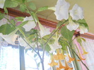 brugmansia