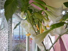 brugmansia