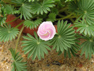 Oxalis palmifrons flower opening