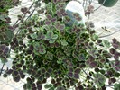 Trifolium 'Dark Dancer'