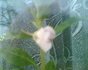 Imag009
