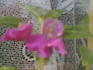 Imag012
