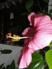 Hibiscus roz