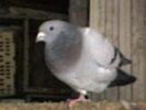 23877296_VIMKHOIEG