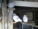 23885054_TLOOBFPVA