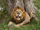 lion_in_masai_mara_a_1