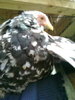 conchinchina alb-negru (2)