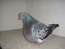 DSC00580 vindut