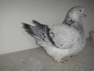 DSC00589