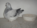 DSC00590