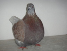 DSC00592 vindut