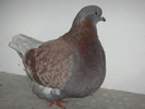 DSC00595 vindut