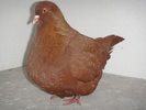 DSC00596 vindut