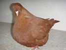 DSC00598 vindut
