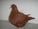 DSC00599 vindut