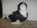 DSC00602 vindut