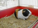 GuineaPigP