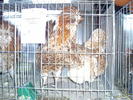 PICT0106