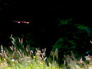 15062009352