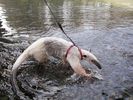 82633_animale_companie_furnicar