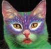 painted-cats-head-shoulders[1]