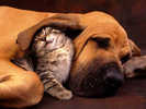 135cat-dog[1]